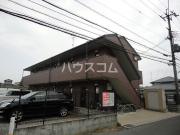アムール葵