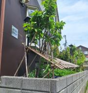 アザレア