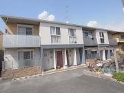Pine Roots良福寺B