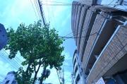 パーク朝日
