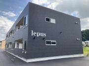 lepus