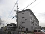 ラナンキュラス