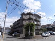 TSUKINOKI ASADA