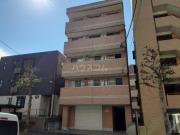Amapola
