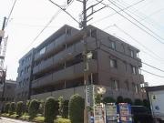 ステラコート