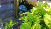 Earth Garden2