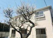 東急田園都市線三軒茶屋駅まで徒歩13分