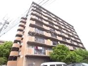 シロハイヌ今米