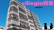 ciliegio桜坂