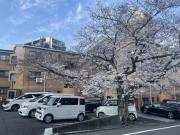 RAY霧ケ丘桜マンション