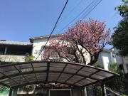 ブルーム菊名