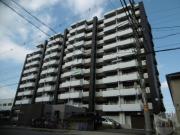 ピカソ平野