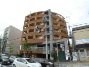 GATO D.M北山