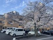 RAY霧ケ丘桜マンション