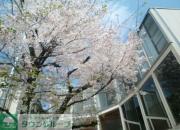 サクラノキテラス中目黒