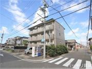 サンシャイン白菊