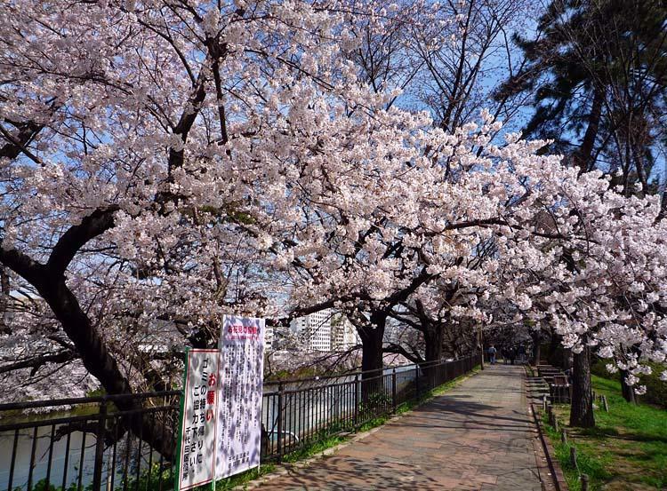 約240本もの桜が2kmに渡って咲き誇る「外濠公園」は、春にしか見られない幻想的な景色が見られます！