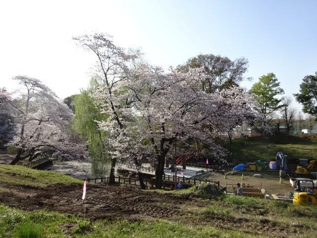 桜の綺麗な近隣公園