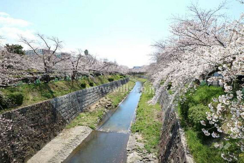山崎川は千種区の猫ヶ洞池を水源とし、昭和区、瑞穂区、南区を流れて名古屋港に注ぐ河川です。全国的な桜の名所にもなっています。