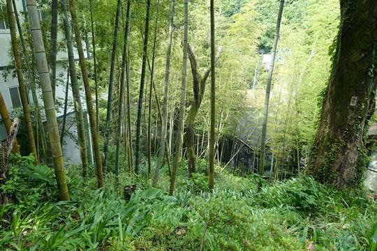 タケノコ掘りを楽しめる敷地内の竹林