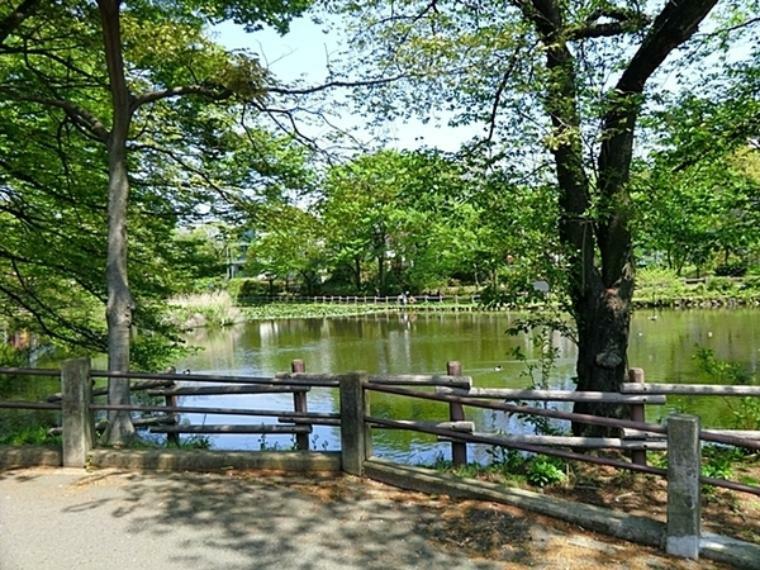 菊名池公園 妙蓮寺駅徒歩5分。蓮の浮いた大きな池、広場、そして夏季にはプールもオープンします。ブランコ・すべり台などもあります。