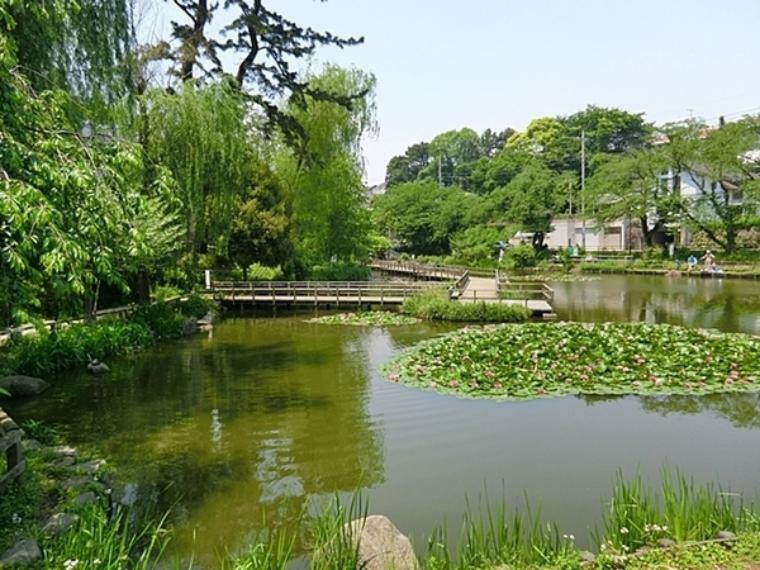 白幡池公園 公園のシンボル白幡池の上を渡るように設計された遊歩道があり、翠の水辺の潤いを感じることのできる都市のオアシス的存在です
