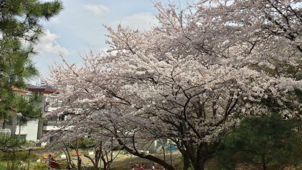 歩いて数分の公園の桜と池