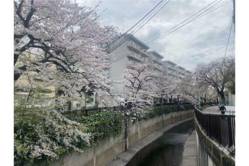 物件近くの呑川沿い。春には満開の桜を楽しんでいただけます。
