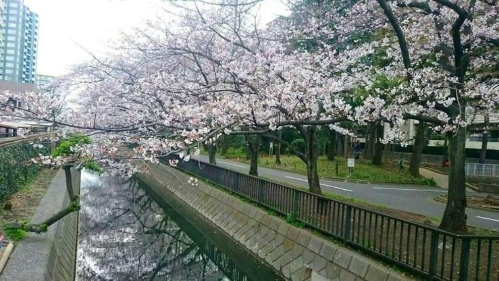 窓から望む横十間川親水公園は、春には桜並木が窓下に広がります。