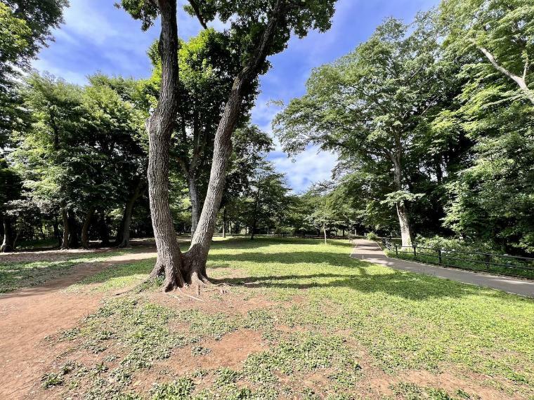 日吉の丘公園（●自然の斜面緑地をそのまま活かして整備した小公園。遊具はありませんが木々が生い茂る中に広場があり、親子で森林浴気分を楽しみたい日、緑が多い広場でのんびりと癒されたい日にピッタリです！●）