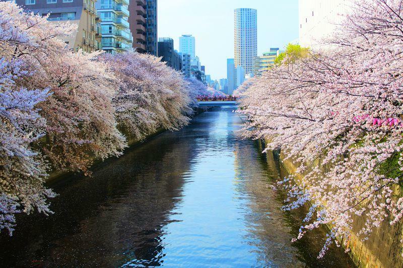 約800本もの桜が咲き誇る目黒川は徒歩圏内！自然を感じながらお散歩ができます！