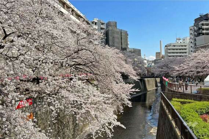 目黒川の桜並木の外観