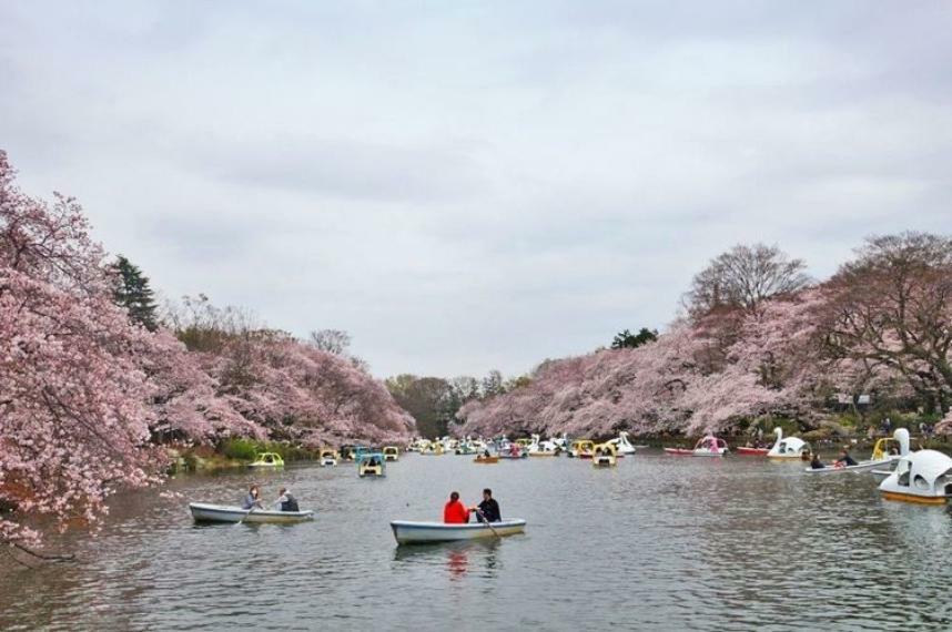 井の頭恩賜公園 徒歩11分。武蔵野三大貯水池の「井の頭公園」43000平米の広大な敷地では、ボート乗りやお散歩、お花見や森林浴がオススメです。園内のレストランも雰囲気たっぷりなので、ご家族でぜひお散…