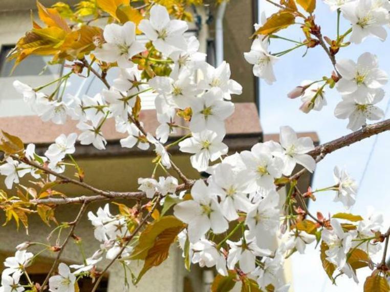 お庭の花木（恐らく山桜？）は毎年4月頃が見頃です