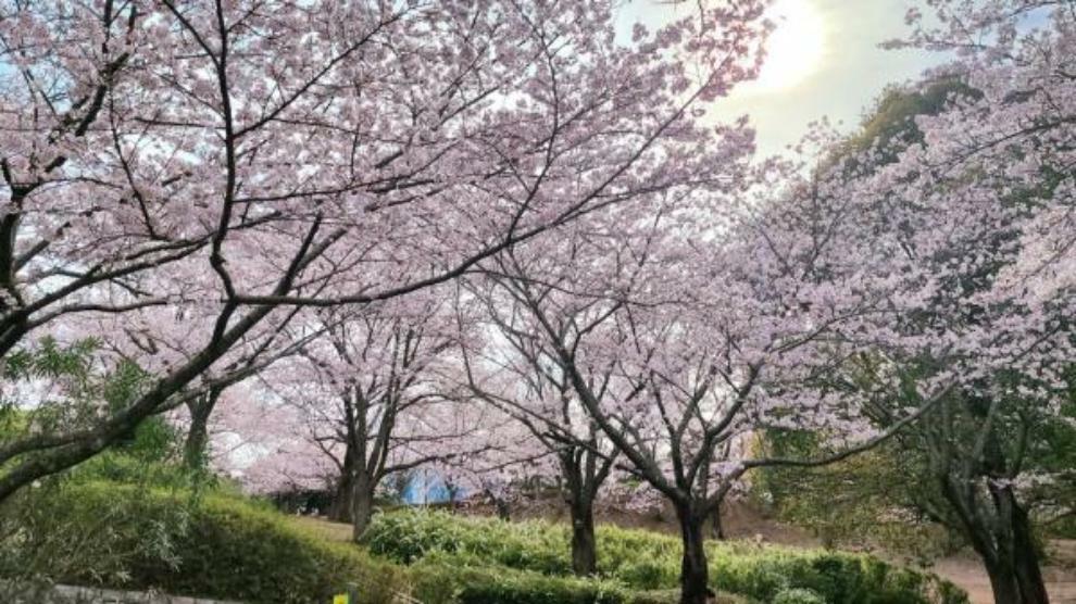 桜が綺麗なおゆみ野さくら公園
