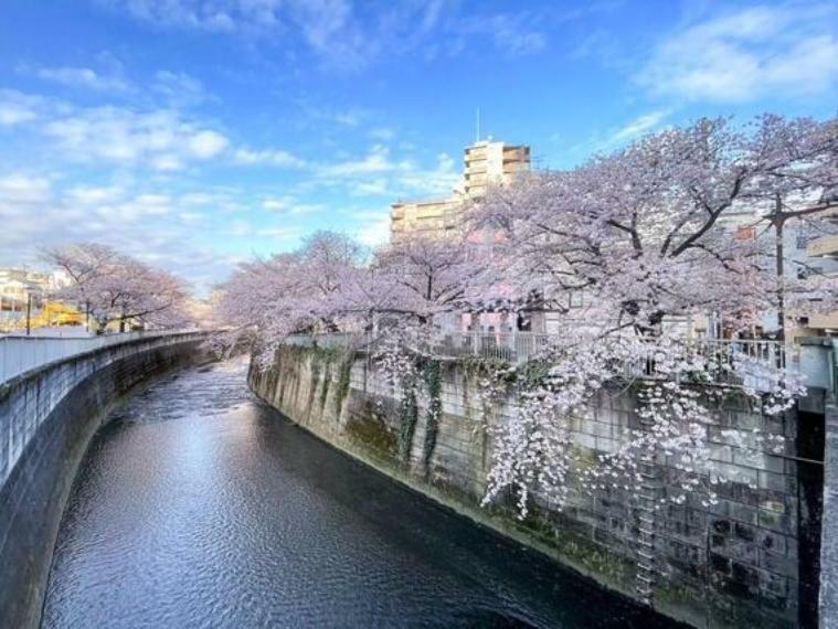 周辺環境春には神田川沿いの桜が楽しめます。
